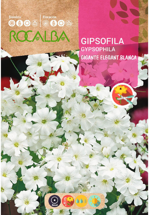 GYPSOPHILA GIGANTE ELEGANT BLANCA