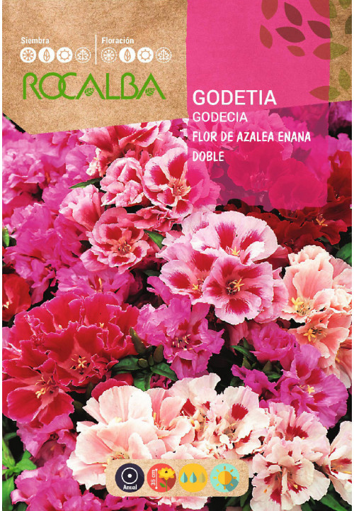 GODETIA FLOR DE AZALEA ENANA DOBLE