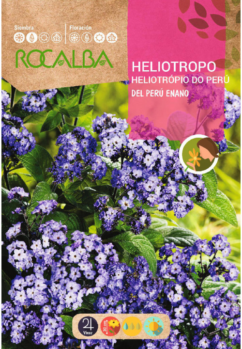 DWARF PERUVIAN HELIOTROPE