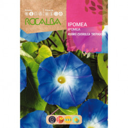 IPOMEA RUBRO COERULEA TREPADORA AZUL