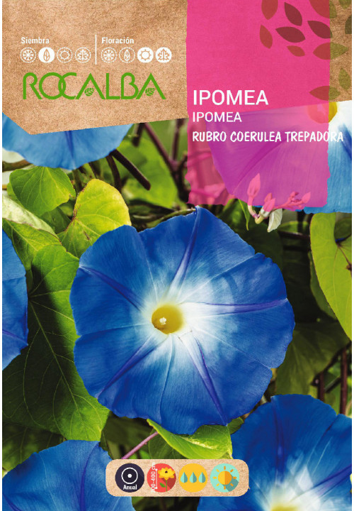 IPOMEA RUBRO COERULEA TREPADORA AZUL