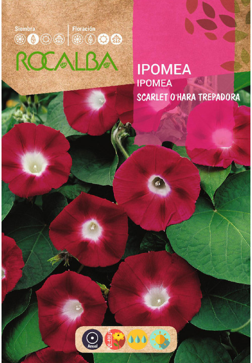 IPOMEA RUBRO COERULEA BLUE CREEPER