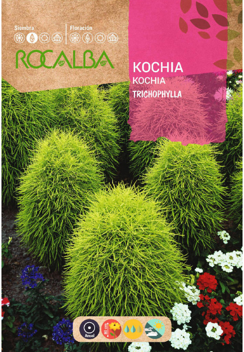 KOCHIA TRICOPHYLLA