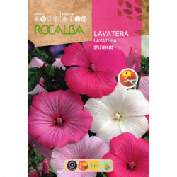 LAVATERA SPLENDENS MIXED