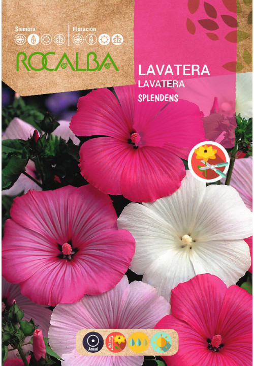 LAVATERA SPLENDENS VARIADA