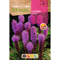 LIATRIS SPICATA