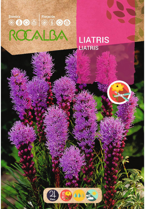 LIATRIS SPICATA