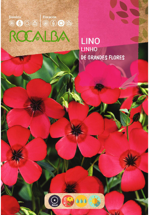 LINHO DE GRANDES FLORES VERMELHO