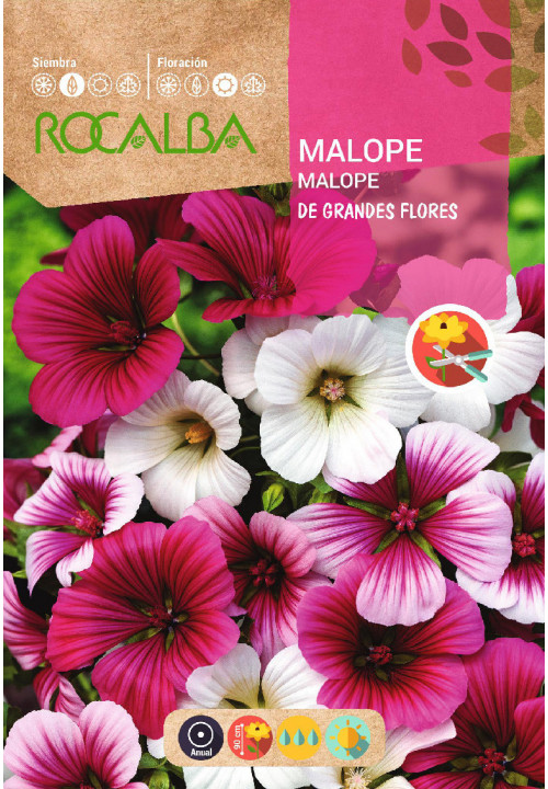 MALOPE DE GRANDES FLORES VARIADA