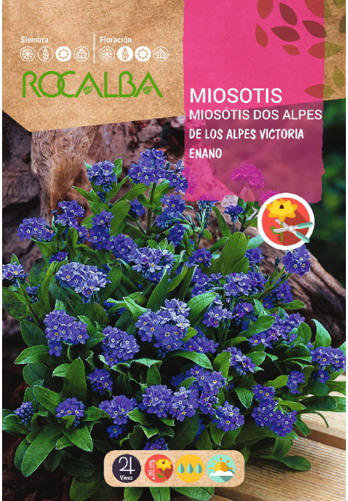 MYOSOTIS DES ALPES VICTORIA NAIN BLEU