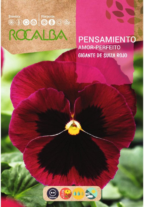 GIANT SWISS PANSY RED WITH SPOT