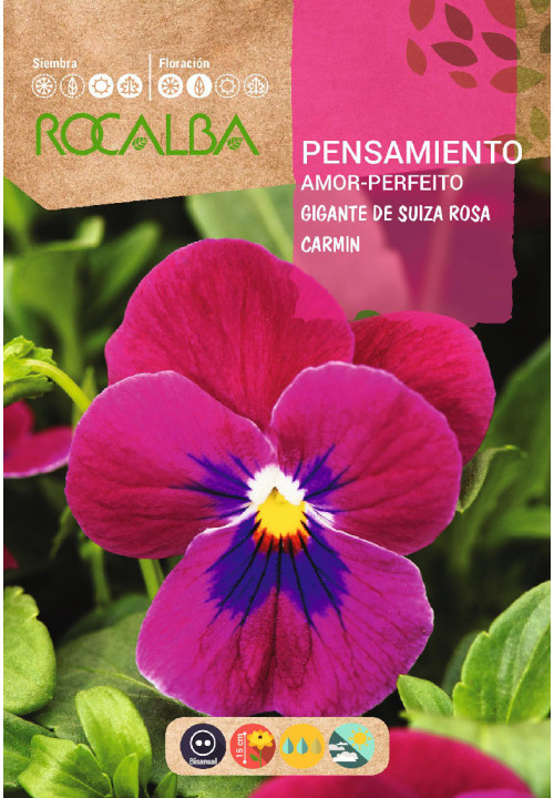 GIANT SWISS PANSY CARMIN PINK
