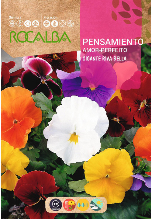 GIANT PANSY RIVA BELLA