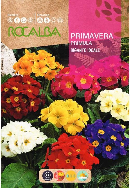 PRIMEVÈRE PRIMULA GÉANTE IDÉALE