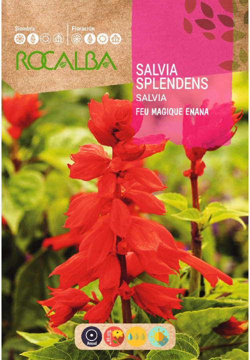 DWARF SALVIA SPLENDENS FEU MAGIQUE