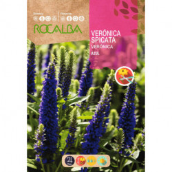 VÉRONIQUE SPICATA BLEUE