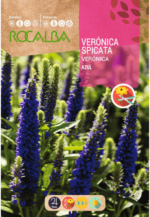 VÉRONIQUE SPICATA BLEUE