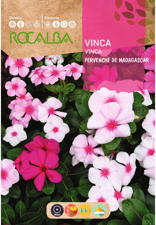 VINCA PERVENCHE DE MADAGASCAR VARIADA