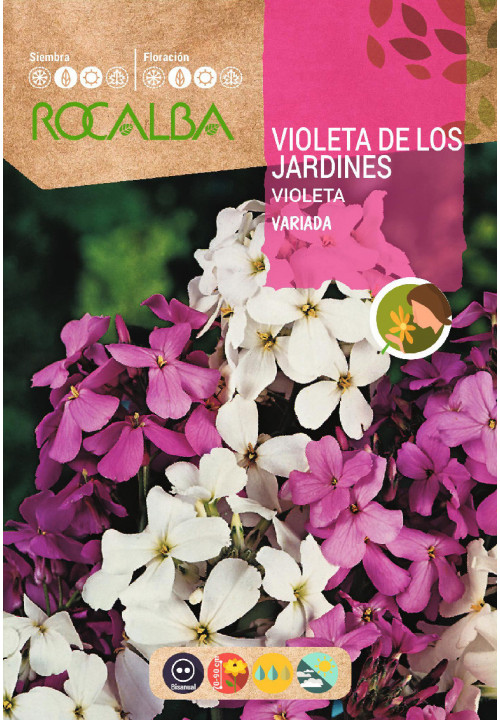 VIOLETA DE LOS JARDINES VARIADA