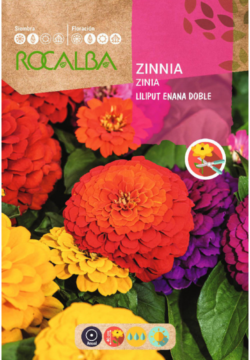 ZINNIA NAIN DOUBLE LILIPUT VARIÉ