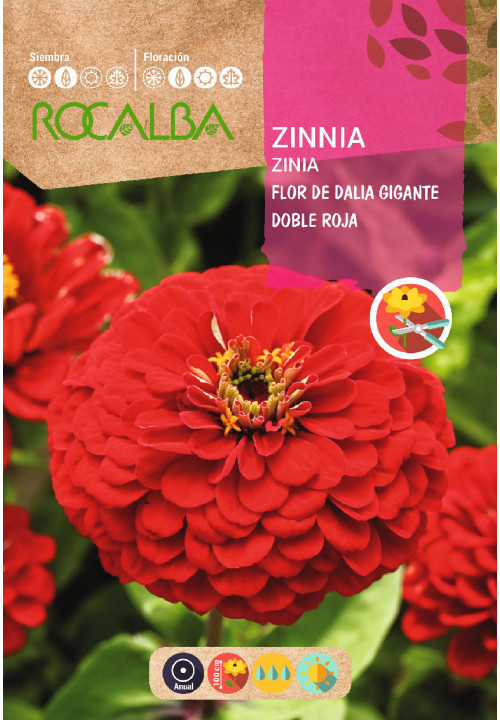 GIANT DOUBLE DAHLIA FLOWER ZINNIA RED