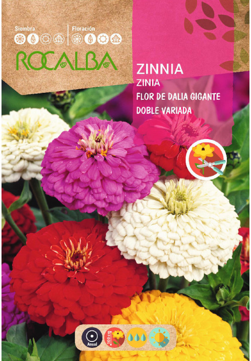 ZINIA GIGANTE DUPLA FLOR DE DALIA VARIADA