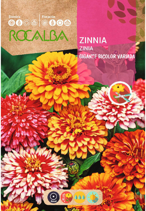 ZINNIA GÉANT BICOLORE VARIÉ