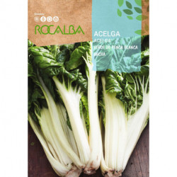 CHARD Verde de Penca Blanca Ancha