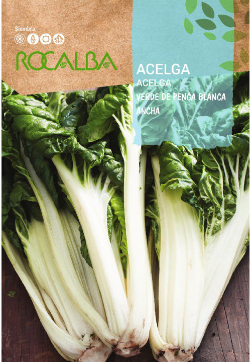 CHARD Verde de Penca Blanca Ancha