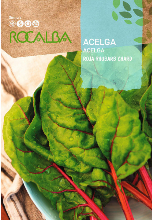 ACELGA RHUBARB CHARD ROJA RHUBARB CHARD