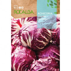 CHICORY Palla rossa 3