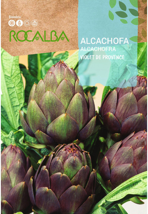 ARTICHOKE Violet de Provence