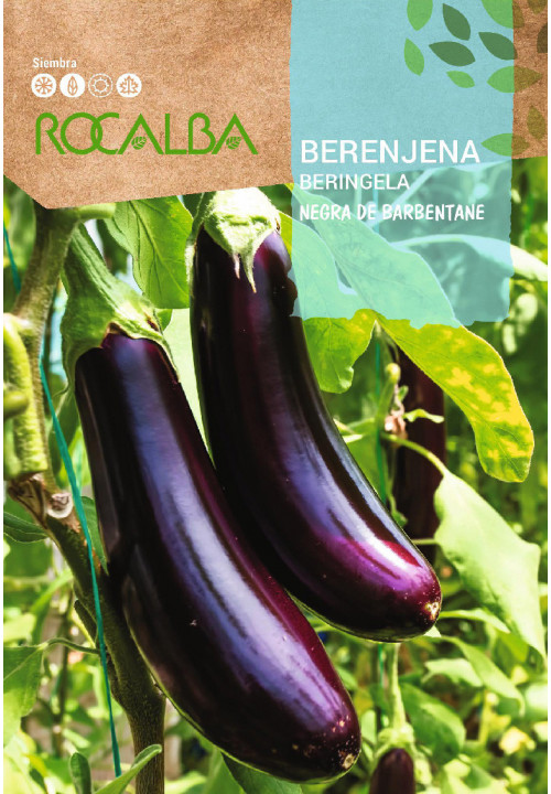 AUBERGINE Negra de Barbentane