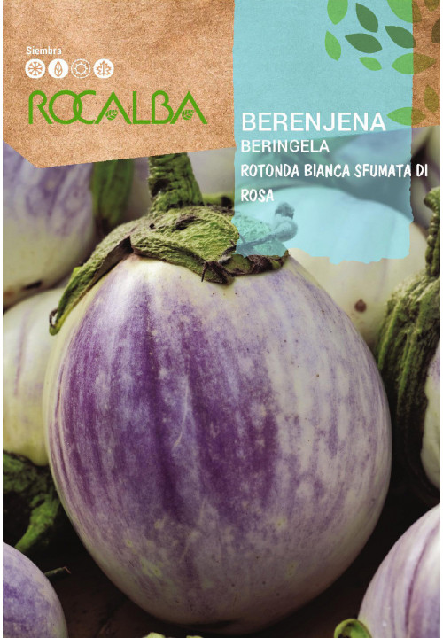 AUBERGINE Rotonda Bianca Sfumata Di Rosa