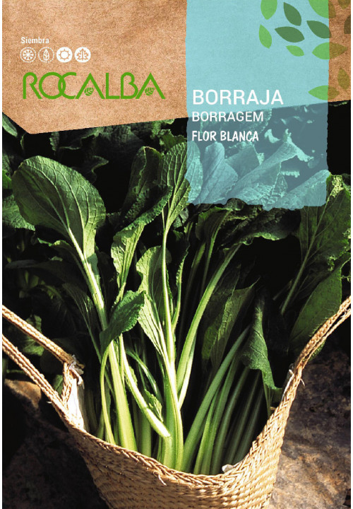 BORRAJA Flor Blanca