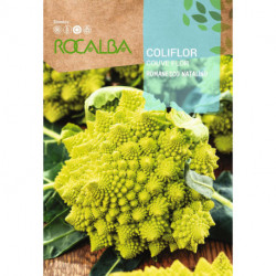 COUVE FLOR Romanesco Natalino