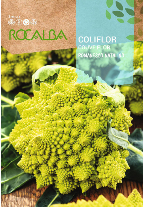 COLIFLOR Romanesco Natalino