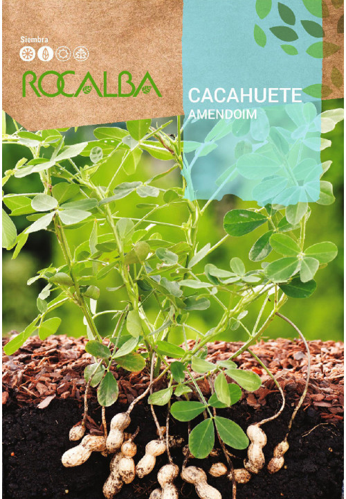 CACAHUÈTE 