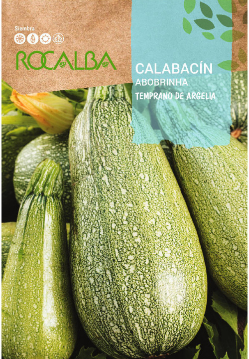 CALABACIN Temprano de Argelia