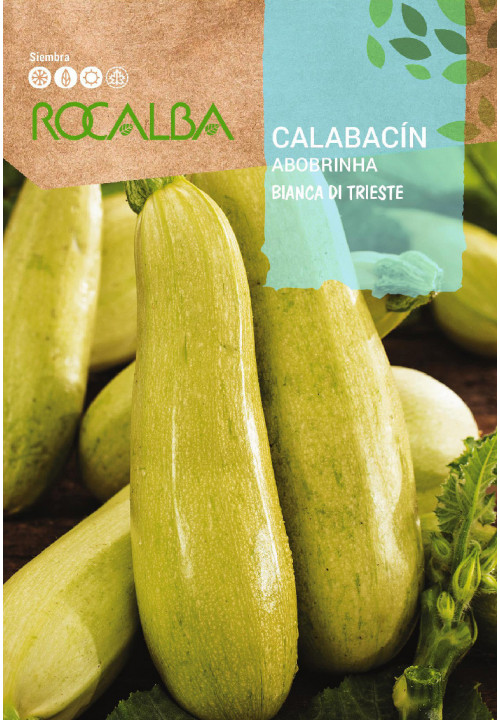 COURGETTE Bianca di trieste