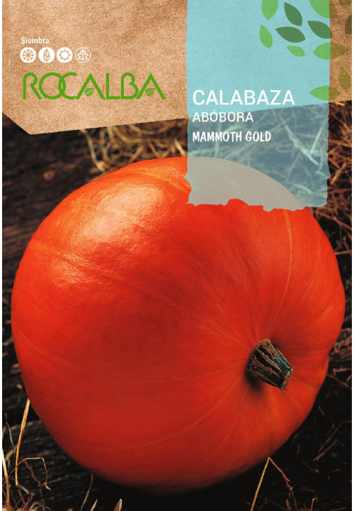 CALABAZA Mammoth gold