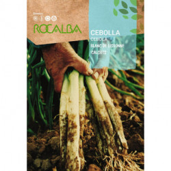 CEBOLLA Blanca grande tardia de Lerida 'CALÇOTS'