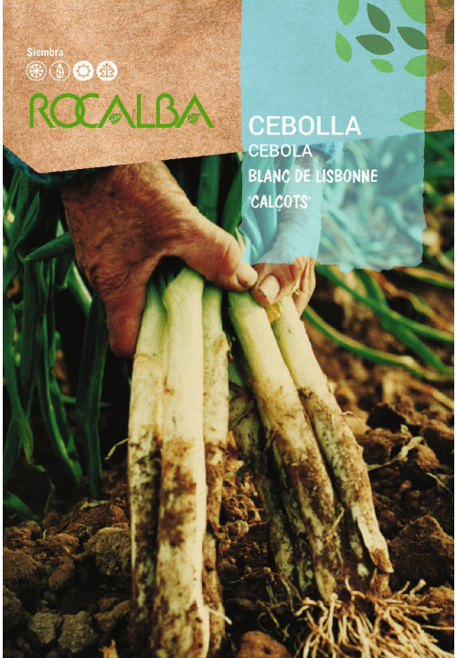 CEBOLLA Blanca grande tardia de Lerida 'CALÇOTS'