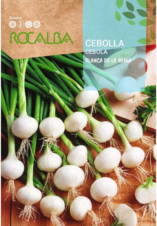 CEBOLA Blanca de la reina