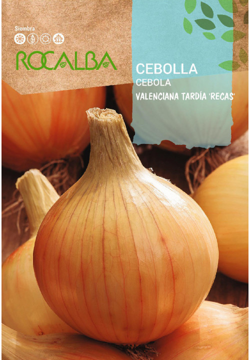 ONION Valenciana Tardia 'Recas'