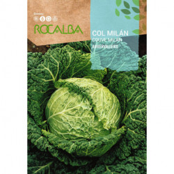 SAVOY CABBAGE MILÁN Aubervilliers