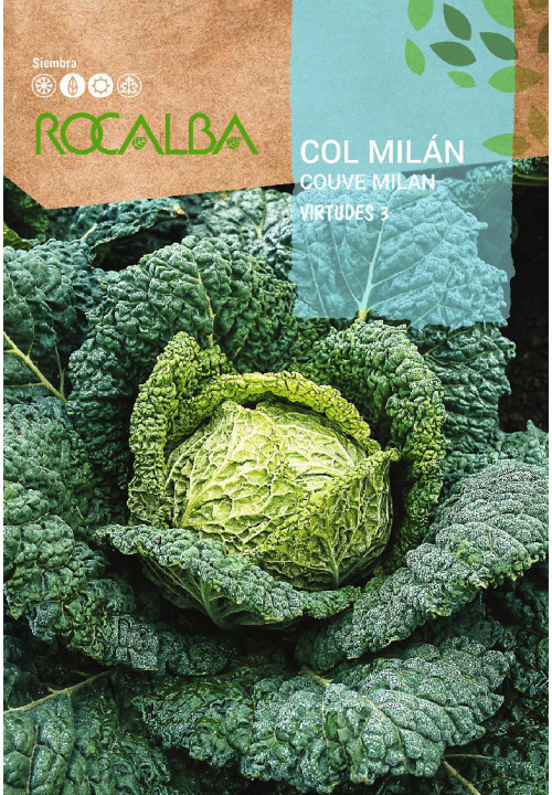 CABBAGE MILAN Virtudes 3