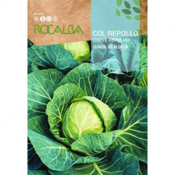 CABBAGE Quintal de alsacia