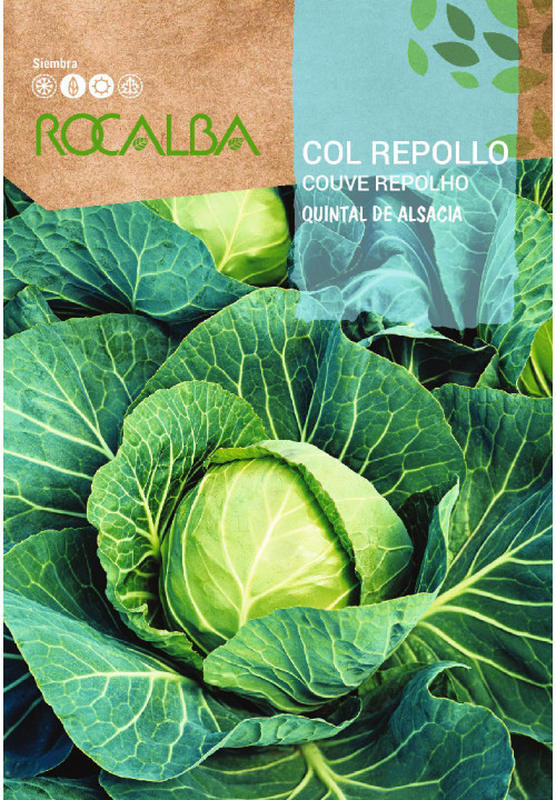 CABBAGE Quintal de alsacia