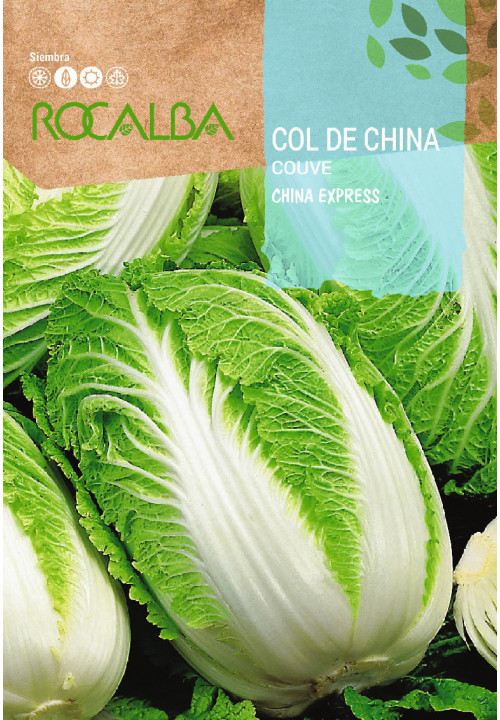 CABBAGE China Express